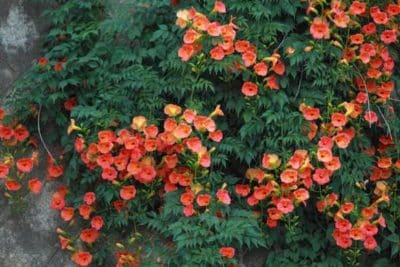 Les 4 plantes grimpantes à planter parfaites pour un joli rendu en été 