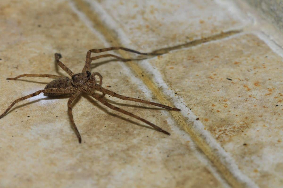 Les 5 astuces naturelles pour se débarrasser des araignées dans votre maison