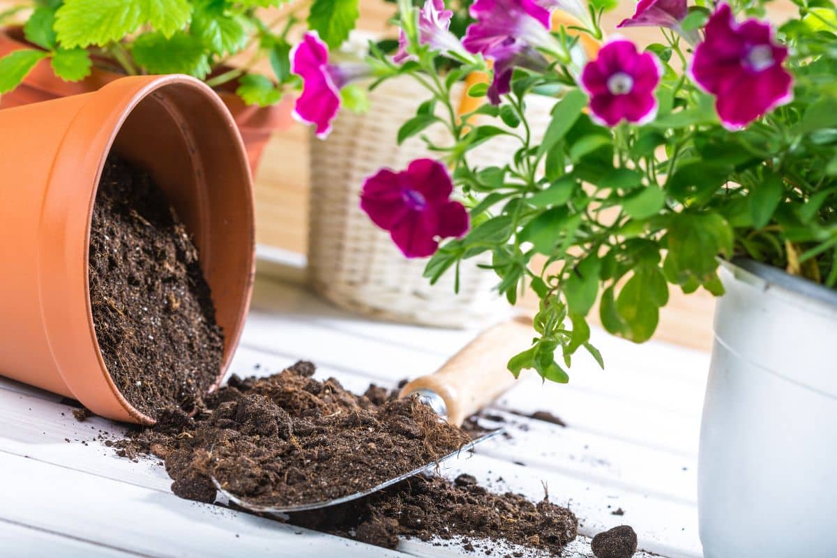 Les 5 techniques pour se débarrasser de la moisissure dans vos pots de fleurs