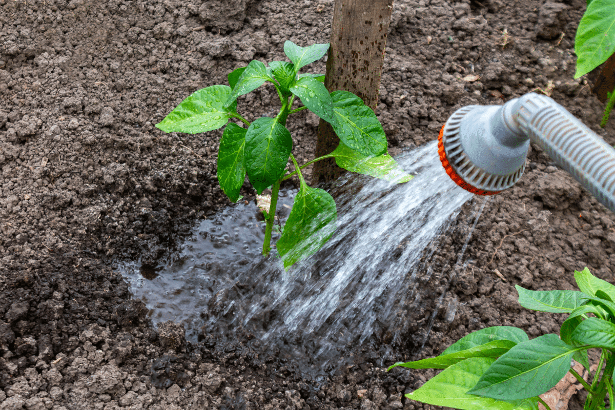 Les erreurs à éviter lorsque vous arrosez les plantes de votre jardin en printemps 