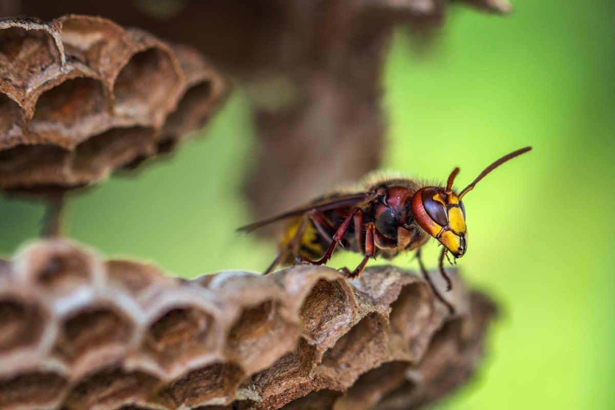 Peur des frelons asiatiques ? Découvrez une technique imparable pour vous en débarrasser