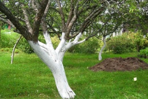 À épingler : Pour quelles raisons et comment pratiquer le chaulage sur les arbres fruitiers de votre jardin ?