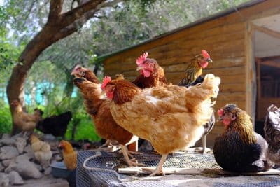 Que faire des poules de votre jardin quand elles atteignent un certain âge ?