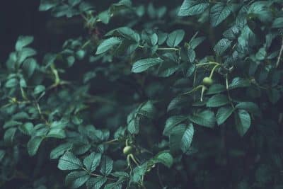 Que planter dans un jardin à l'ombre et humide ? Les 10 plantes pour un résultat époustouflant