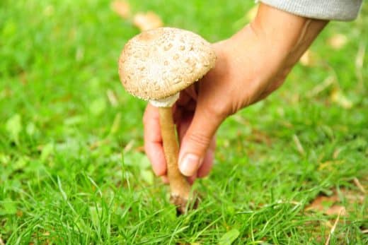 À épingler : Quels sont les champignons comestibles à cueillir dans le jardin au printemps ?