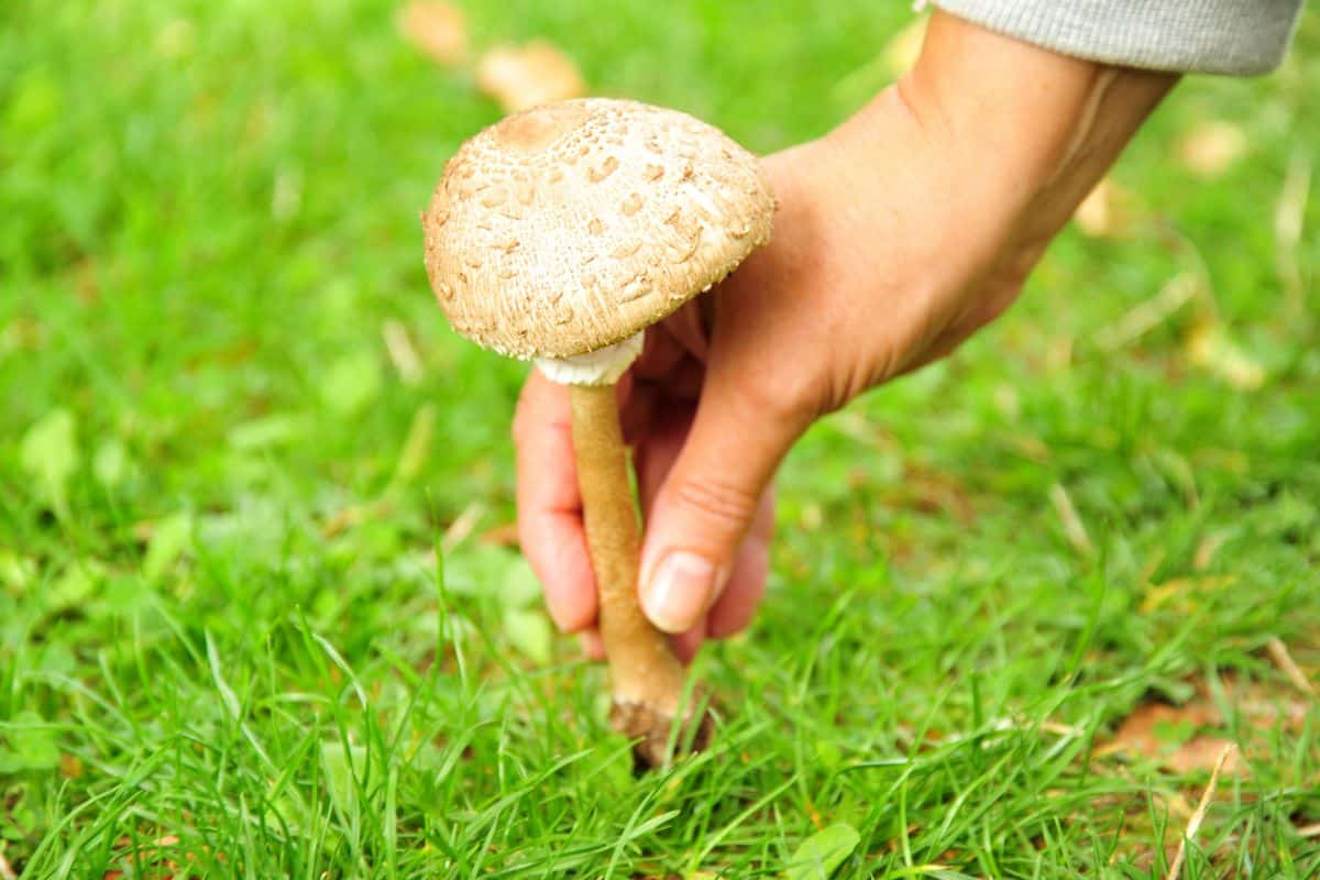 Quels sont les champignons comestibles à cueillir dans le jardin au printemps ?