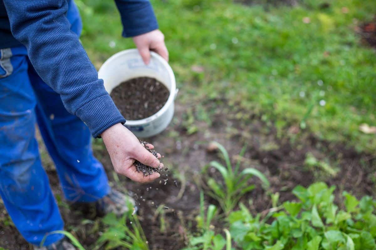 Utilisez ces deux ingrédients seulement pour un fertilisant maison ultra-efficace !