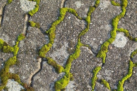 À épingler : Votre terrasse est sale ? Voici les meilleures astuces pour se débarrasser de la mousse sur votre terrasse sans difficultés