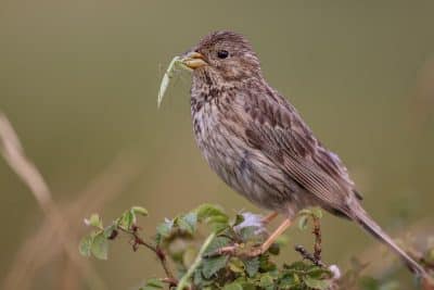 Vous souhaitez plus d'oiseaux dans votre jardin ? Voici les gestes à adopter pour les attirer !