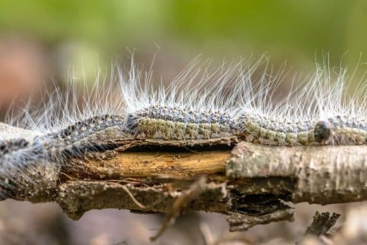 À épingler : Attirez ces espèces d’oiseaux si vous souhaitez vous débarrasser des chenilles processionnaires dans votre jardin !