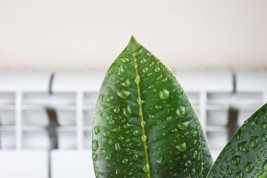 À épingler : Certaines pièces de votre maison sont trop humides ? Voici les plantes que vous pouvez installer pour absorber l’humidité