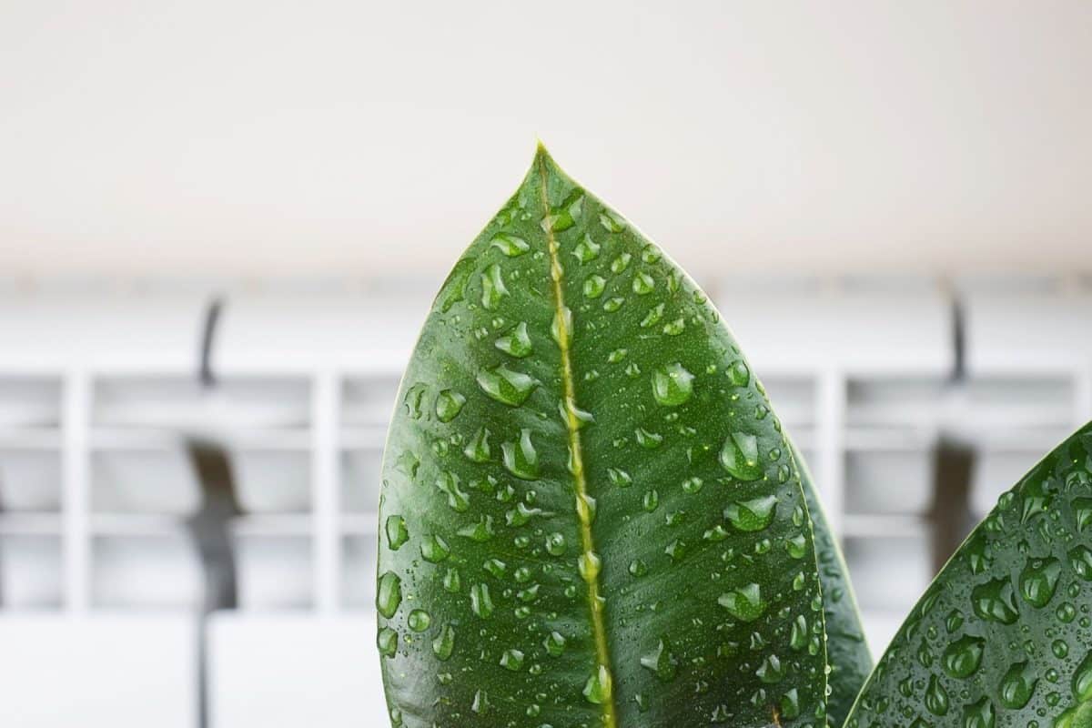 Certaines pièces de votre maison sont trop humides ? Voici les plantes que vous pouvez installer pour absorber l'humidité 