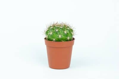 Comment procéder au bouturage des cactus ? Voici tout ce qu'il faut savoir 