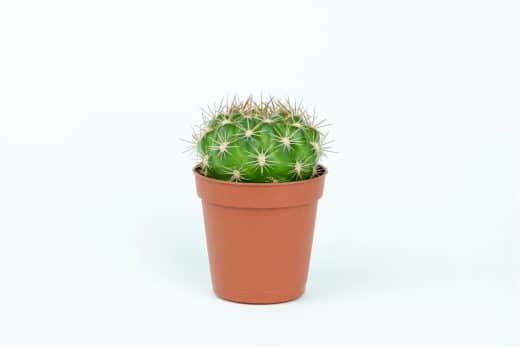À épingler : Comment procéder au bouturage des cactus ? Voici tout ce qu’il faut savoir