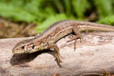 Comment s'explique la présence de lézards dans votre jardin ? Tout savoir