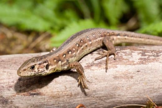 À épingler : Comment s’explique la présence de lézards dans votre jardin ? Tout savoir