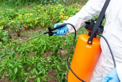 Éliminez les mauvaises herbes dans le gravier grâce à ce désherbant 100 % naturel puissant 