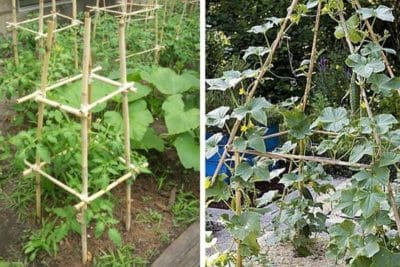 Fabriquer votre propre tuteur pour plantes grimpantes en seulement 3 étapes et sans rien dépenser, c'est possible !