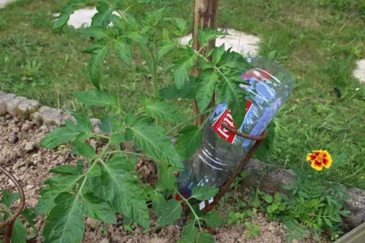 Fabriquez votre propre arrosage goutte à goutte pour le potager grâce à cette astuce