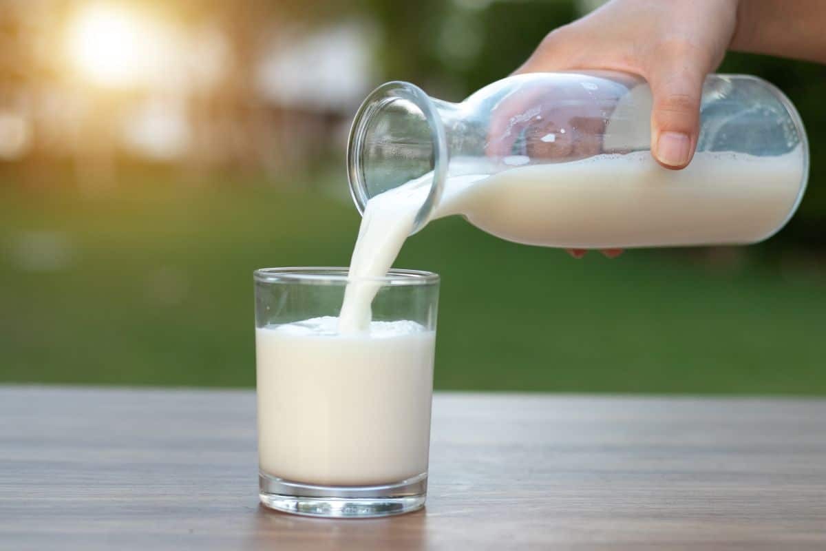 Lait périmé dans le frigo ? évitez de gaspiller et réutilisez-le dans la maison et au jardin grâce à ces 5 astuces peu connues