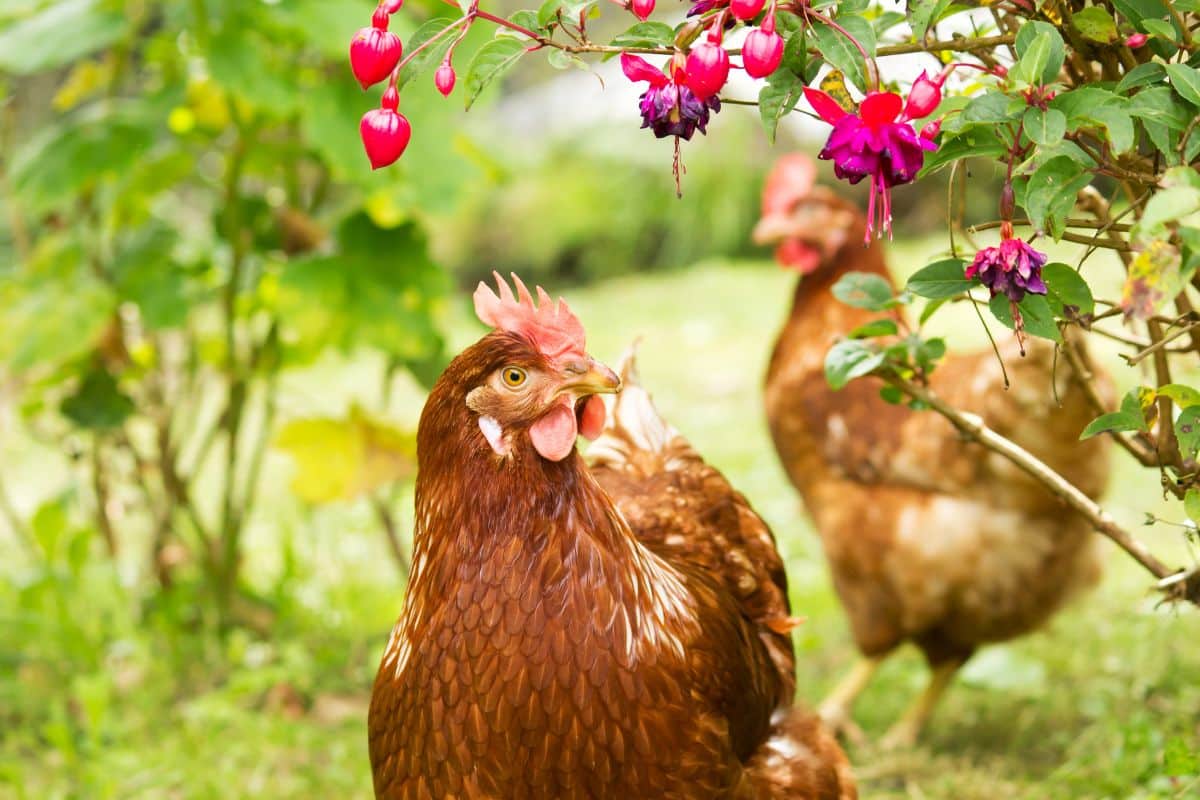Dans votre jardin, vous avez la place d’accueillir des poules, mais vous hésitez peut-être encore. Dans cet article, nous vous donnons plusieurs raisons d’en adopter.