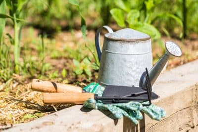 Les 6 astuces essentielles à suivre pour économiser l'eau de votre potager