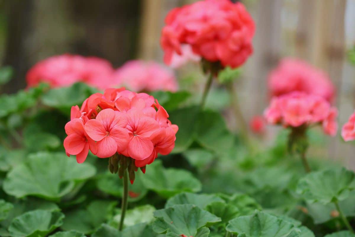 Les 6 plantes les plus résistantes à la chaleur, parfaites pour décorer la jardinière de votre balcon