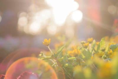 Les fleurs de votre jardin ne poussent pas assez vite ? Voici comment accélérer leur croissance 