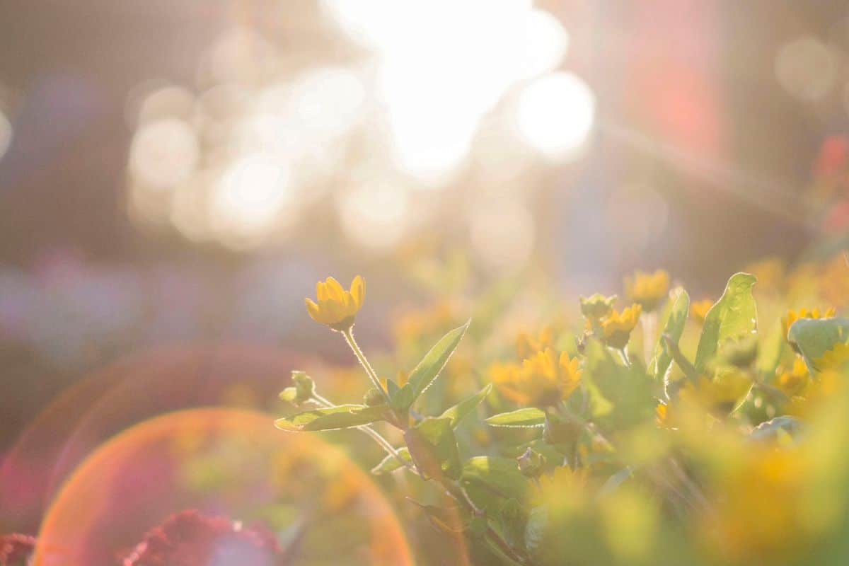 Les fleurs de votre jardin ne poussent pas assez vite ? Voici comment accélérer leur croissance 