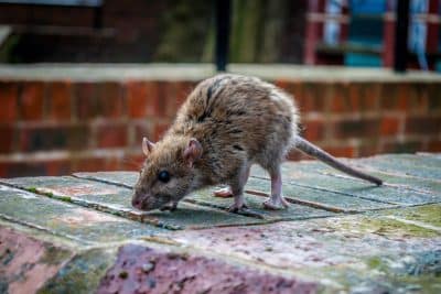 Luttez contre une invasion de rats en créant votre propre raticide sans utiliser de produits toxiques 
