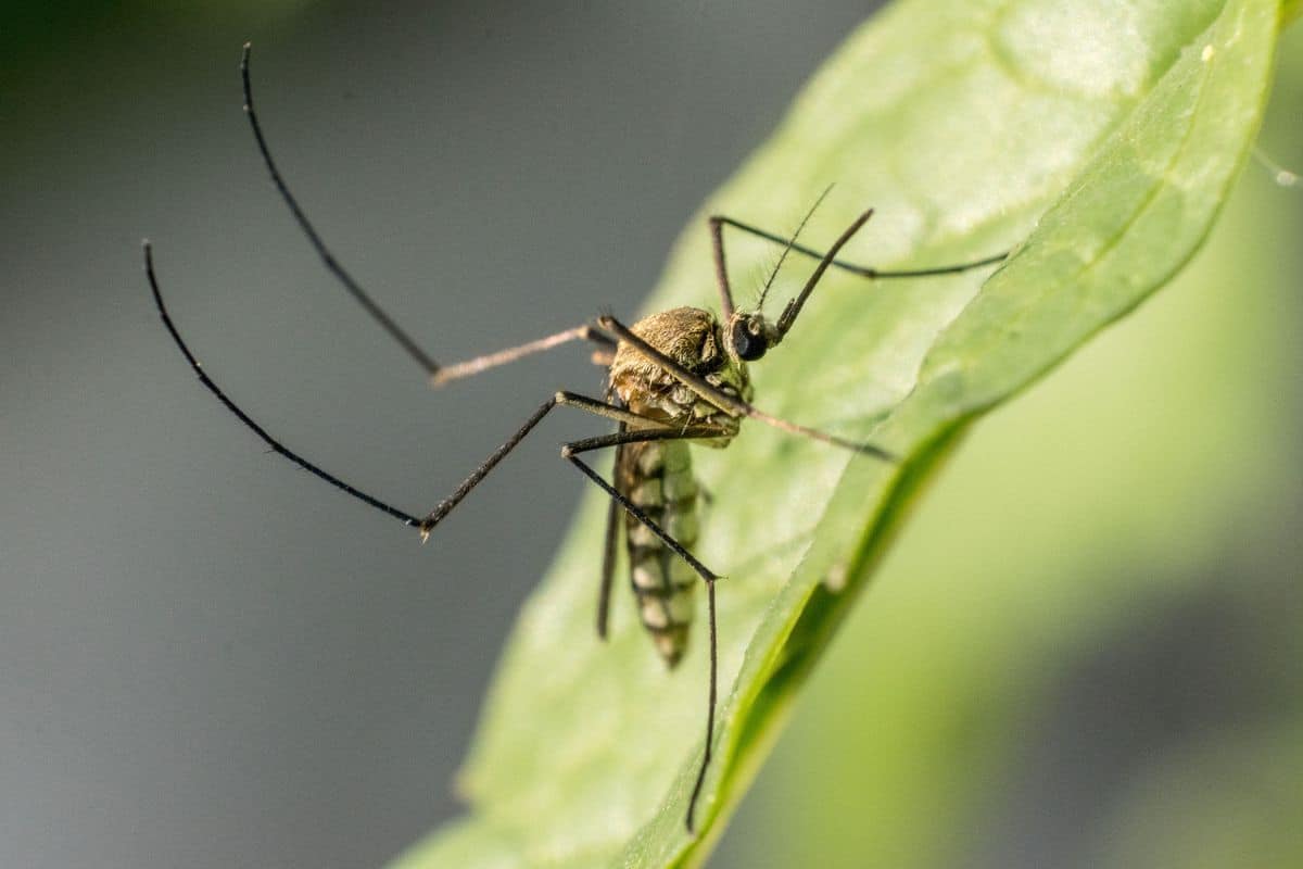 Marre des pièges à moustiques qui ne fonctionnent pas Voici la solution la plus efficace !