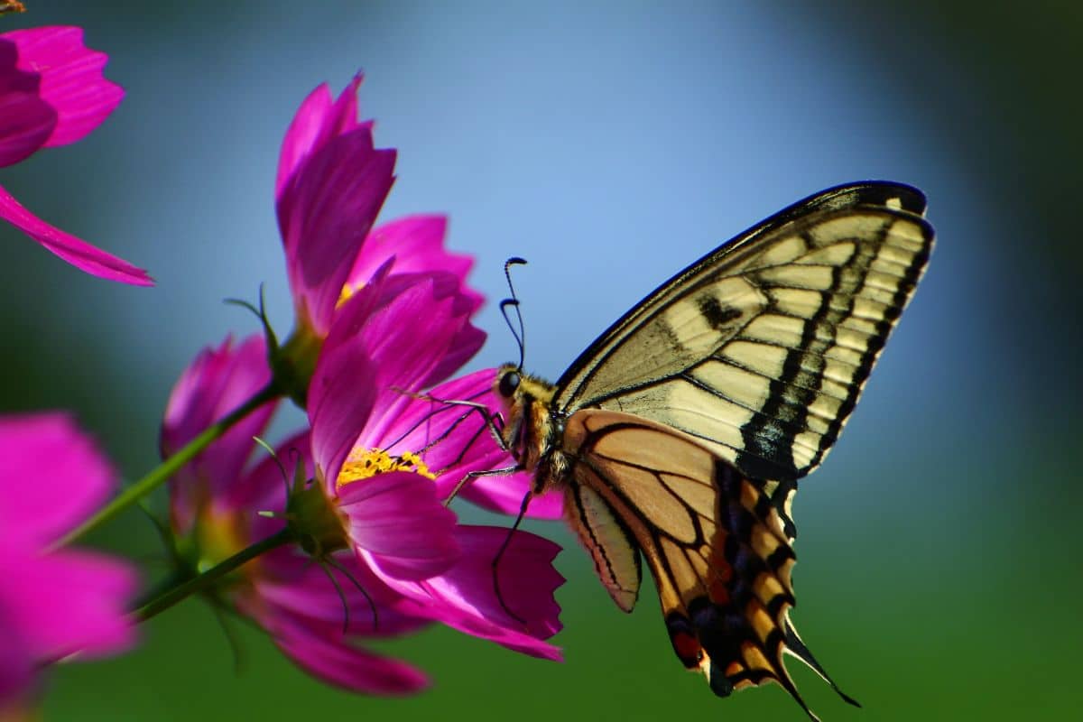 Ne plantez surtout pas ces 5 variétés de plantes si vous souhaitez voir des papillons dans votre jardin