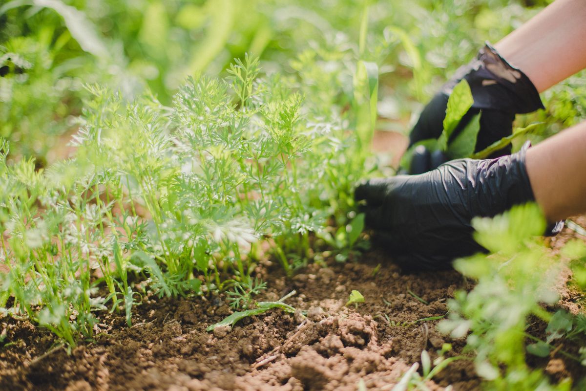 N'utilisez surtout pas ces produits si vous souhaitez retirer les mauvaises herbes avec un désherbant fait maison !