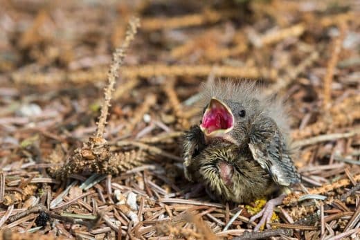 À épingler : Oisillons tombés du nid dans votre jardin ? Voici comment vous en occuper et ce qu’il faut absolument éviter