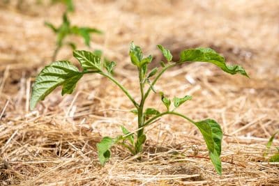 Paille ou foin ? Quel est le meilleur paillage pour le potager ? 