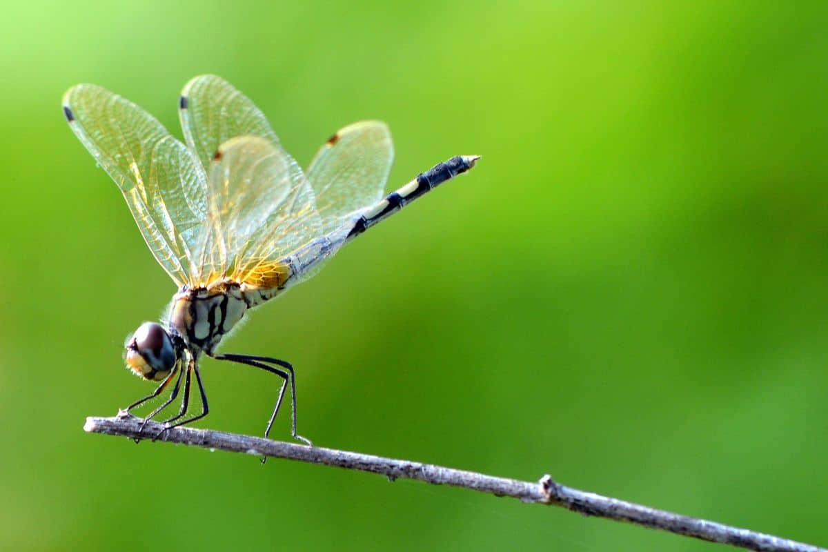 Plantez ces 6 variétés dans votre jardin pour attirer les libellules, qui chasseront les moustiques de votre maison !