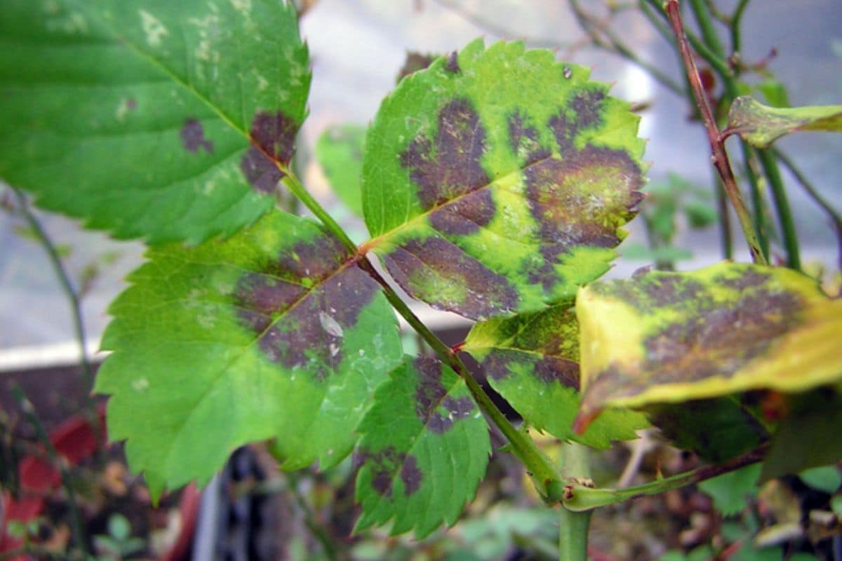 Que faire pour se débarrasser des taches noires sur les feuilles de votre rosier 4 astuces efficaces et naturelles