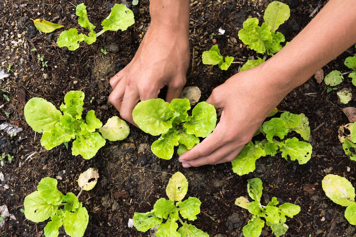 Que planter au jardin et au potager dès le début du mois de mai ?