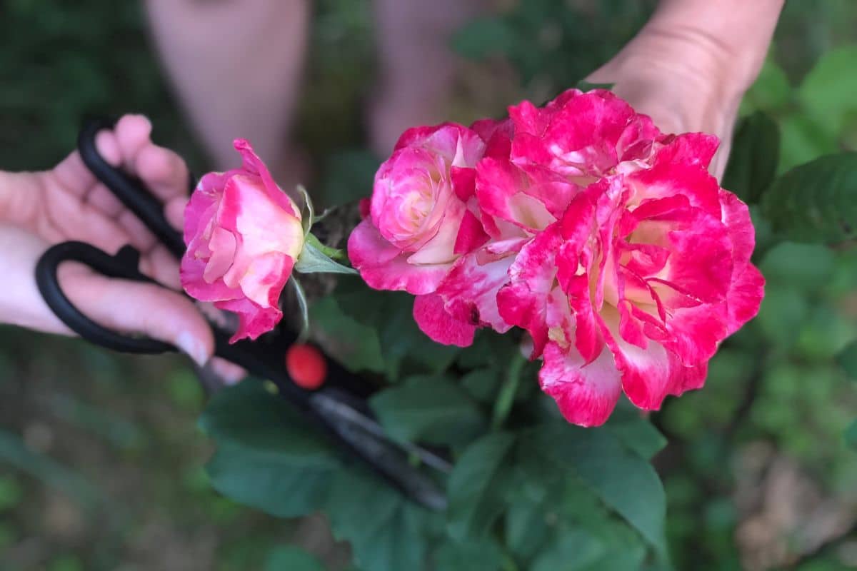 Quel est le meilleur moment pour commencer à faire des boutures de rosiers ?