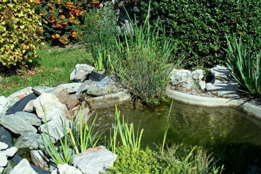 À épingler : Quelles sont les plantes à disposer autour d’un bassin ? Voici les espèces à absolument privilégier