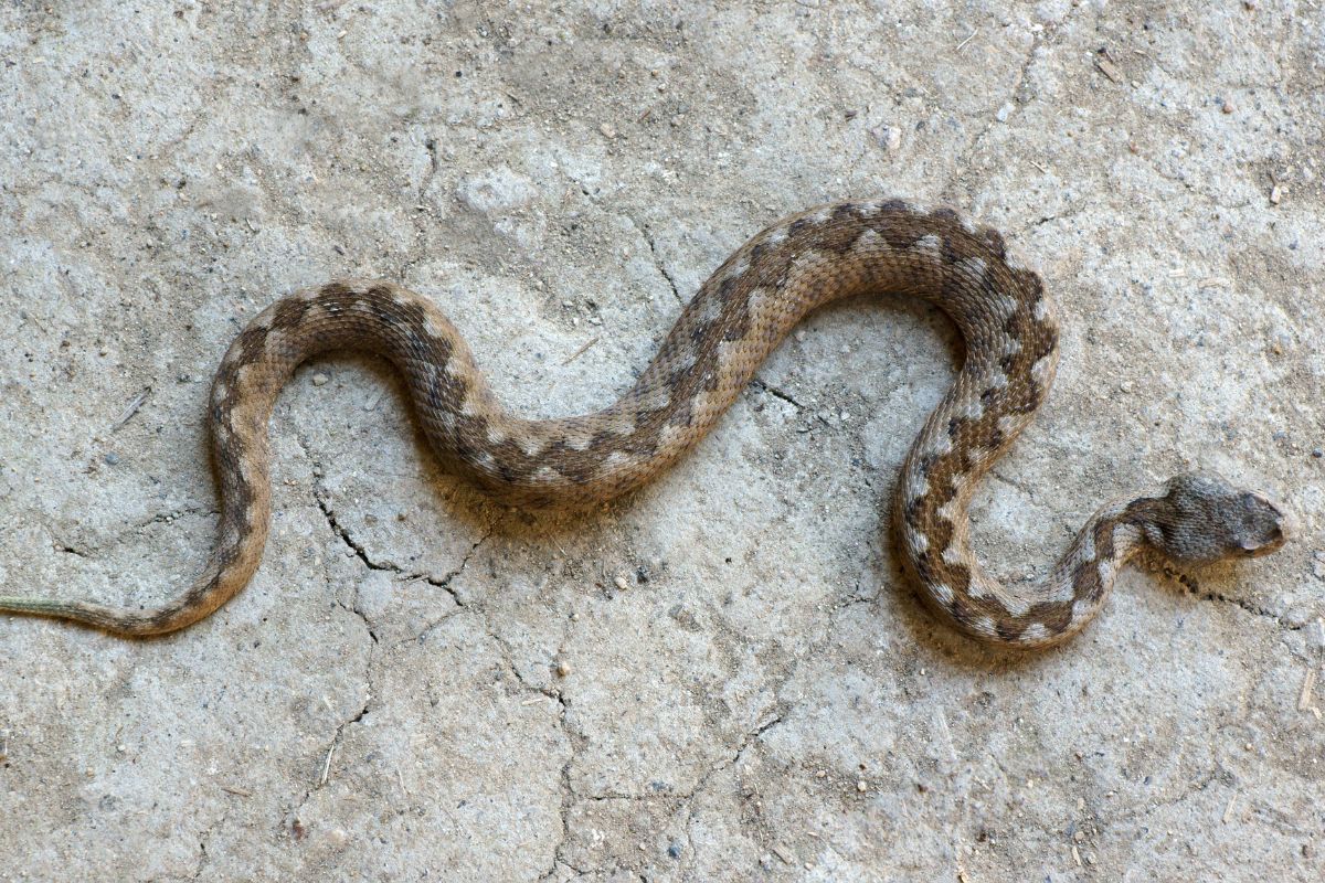 Si vous voyez ce serpent dans votre jardin, n'essayez surtout pas de le faire fuir !