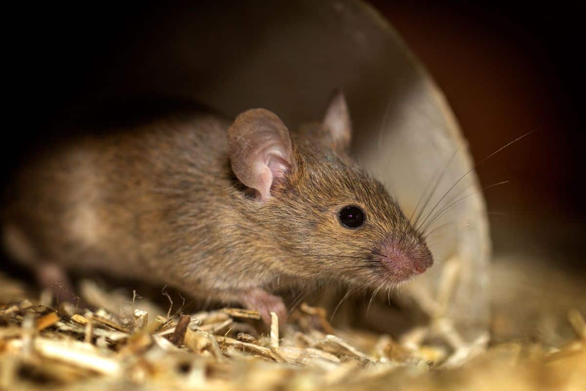 Répulsif souris efficace, dépenser en huiles essentielles contre les souris  ?