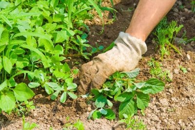 Voici comment se débarrasser naturellement des mauvaises herbes présentes entre vos fleurs sans les impacter