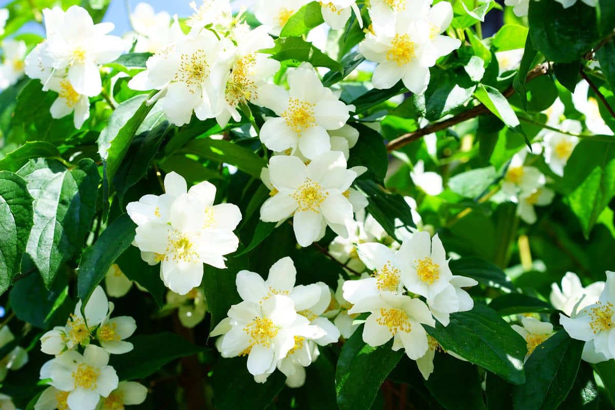Voici la liste des 6 plantes aux meilleures odeurs pour un jardin qui sent bon toute l'année