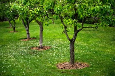 Voici pourquoi il ne faut surtout pas retirer la mousse présente sur les arbres fruitiers de votre jardin