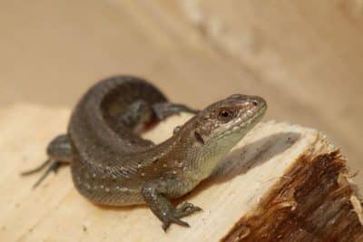 Voici un répulsif 100 % naturel parfait pour éviter que les lézards ne s'incrustent chez vous