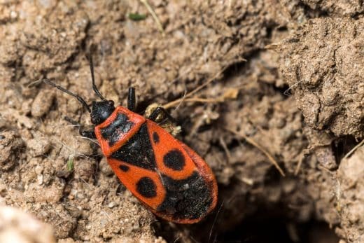 À épingler : Voilà pourquoi il ne faut surtout pas se débarrasser des gendarmes présents dans votre jardin