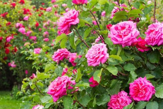 À épingler : Vos rosiers semblent malades ? Voici les différentes raisons et comment y remédier
