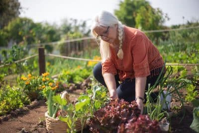 Vous souhaitez adapter votre jardin potager à la sécheresse ? Très bonne idée et voici quelques conseils !