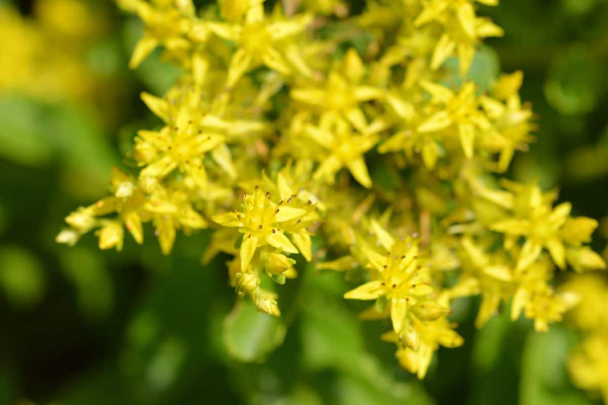 8 espèces de fleurs résistantes à la sécheresse : profitez d'un jardin fleuri tout l'été